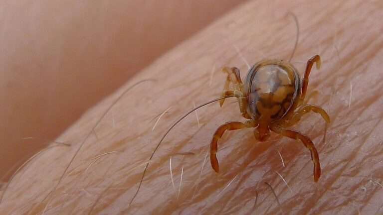 C-LM realiza muestreo y desinsectación en Buenasbodas tras caso de fiebre de Crimea-Congo y activa Comité de Vigilancia
