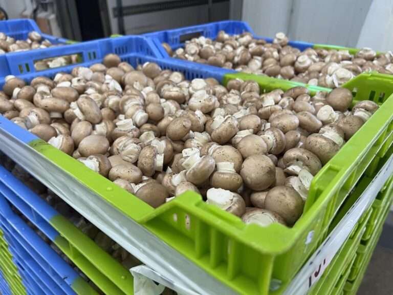 Los champiñoneros reclaman a C-LM equipararse a La Rioja y plantean ayudas ante la subida del precio de la paja