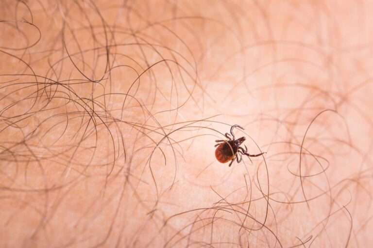 Junta confirma que el caso de fiebre hemorrágica Crimea-Congo detectado en Madrid se registró en la provincia de Toledo