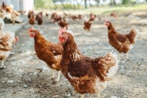 Convocadas las ayudas para adaptar la ganadería avícola a ecológica, campera o suelo con 7,5 millones de presupuesto