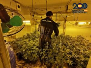 Desmanteladas dos plantaciones 'indoor' de marihuana en Albacete y decomisados 38 cogollos y 67 plantas