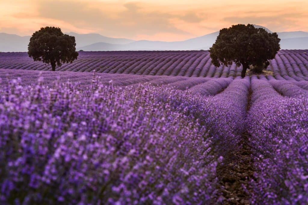 El consejero de agricultura señala la lavanda como un cultivo que impulsa un desarrollo rural sostenible