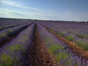 Gobierno C-LM autoriza adelantar la cosecha en las parcelas de lavanda afectadas por la plaga de gusano