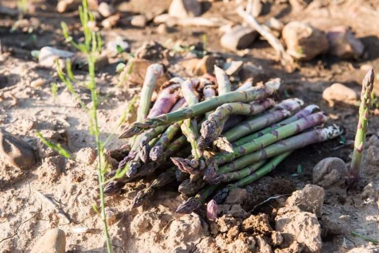 La Unión Europea registra la nueva Indicación Geográfica Protegida 'Espárrago Verde de Guadalajara'
