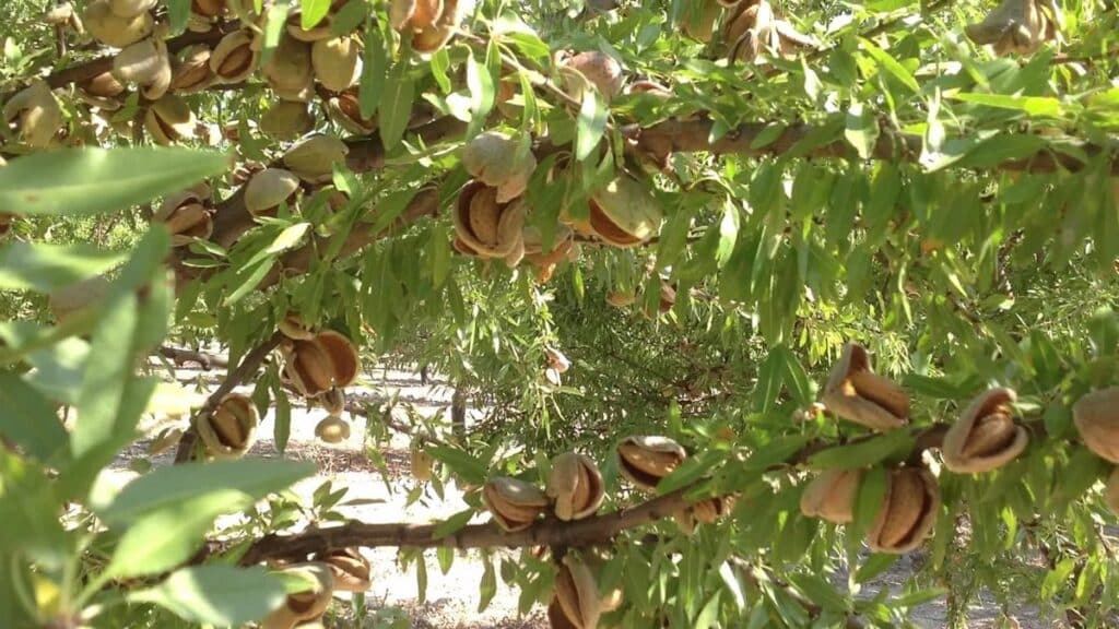 El sector de frutos secos reduce la previsión de cosecha de almendra en España, estimando 32.000 toneladas en C-LM