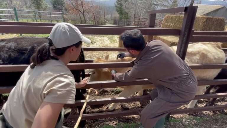 El proyecto piloto del uso vainilla para ahuyentar al lobo del ganado en la Sierra Norte afronta su fase final