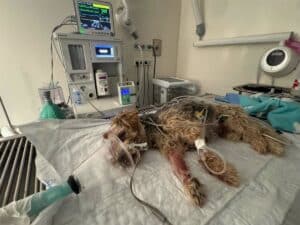 Fundación Animal Rescue busca justicia para Tobi, perro fallecido en Hellín tras brutal paliza de la que culpan al dueño