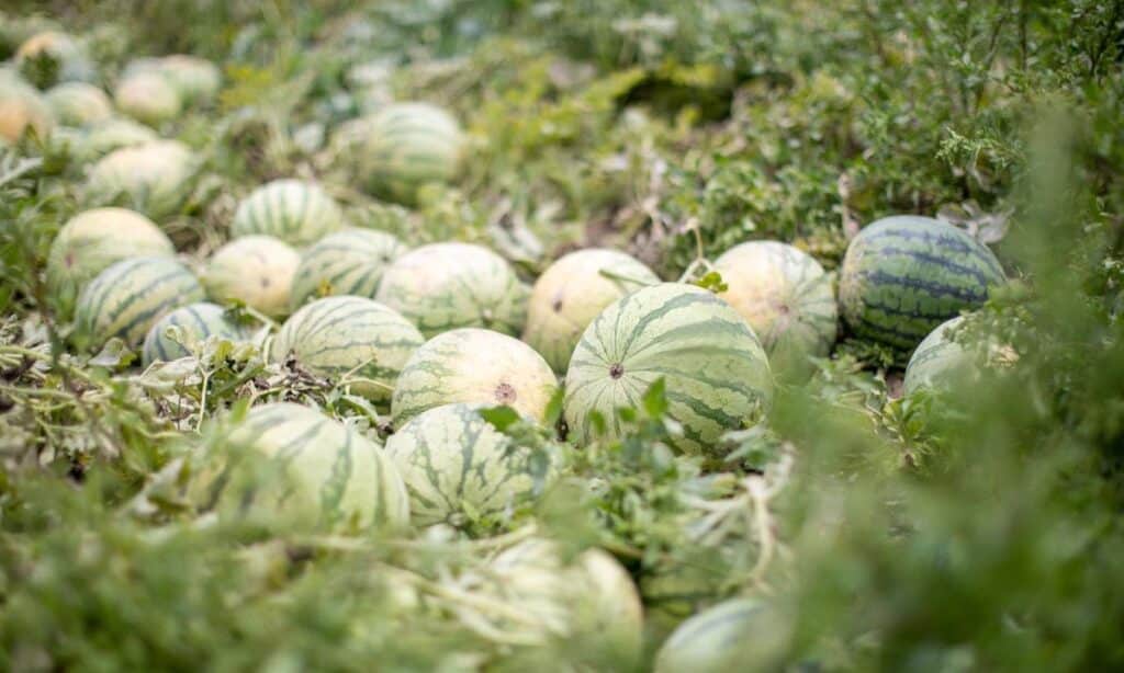 Mercadona prevé comprar un 38% más de sandía de origen nacional en 2024