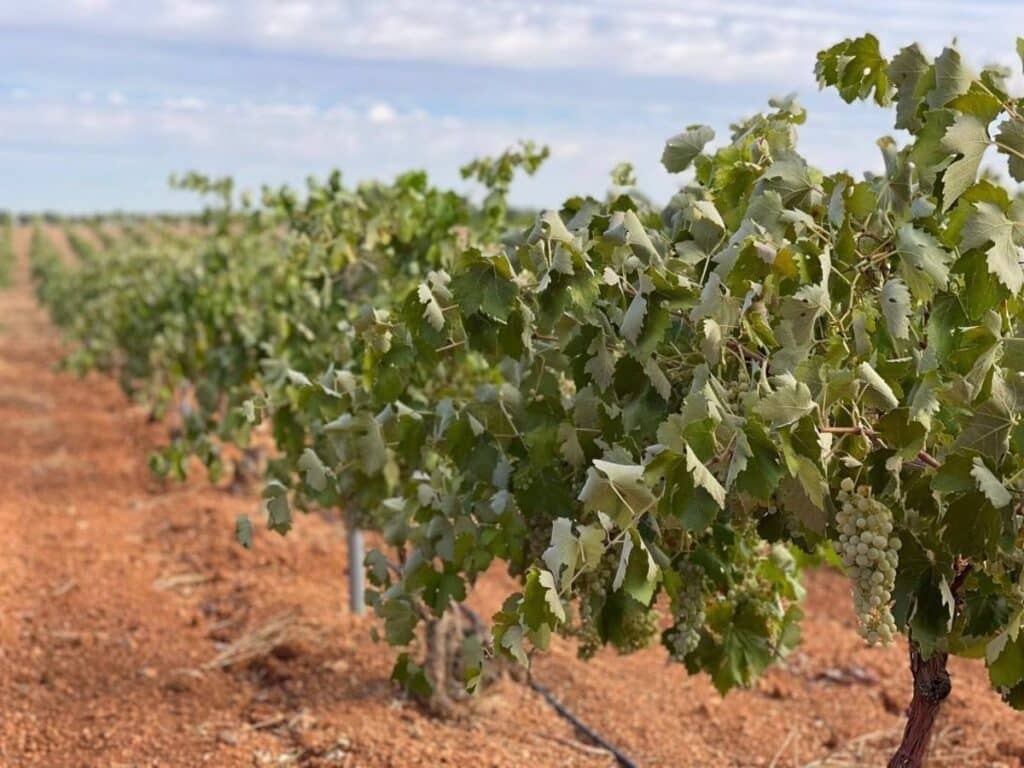 Asaja C-LM encuadra las previsiones de la vendimia en una perspectiva "normal": "Pueden salir vinos muy buenos"