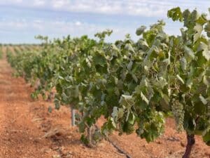 Asaja denuncia que los precios de la uva "ponen en jaque" a parte del viñedo de C-LM y "amenaza su subsistencia"