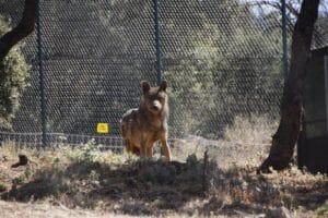 Este miércoles se podrán pedir ayudas para tenencia de mastines que defiendan al ganado en zonas con presencia de lobo