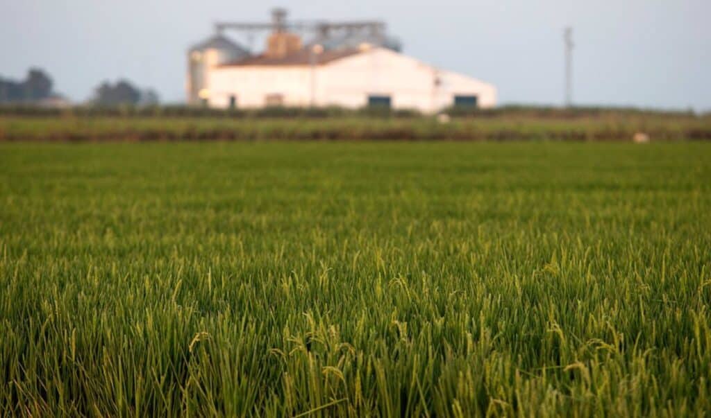 Un total de 561 agricultores de secano, arroz y tomate de C-LM recibirán ayudas extraordinarias de 1,6 millones de euros