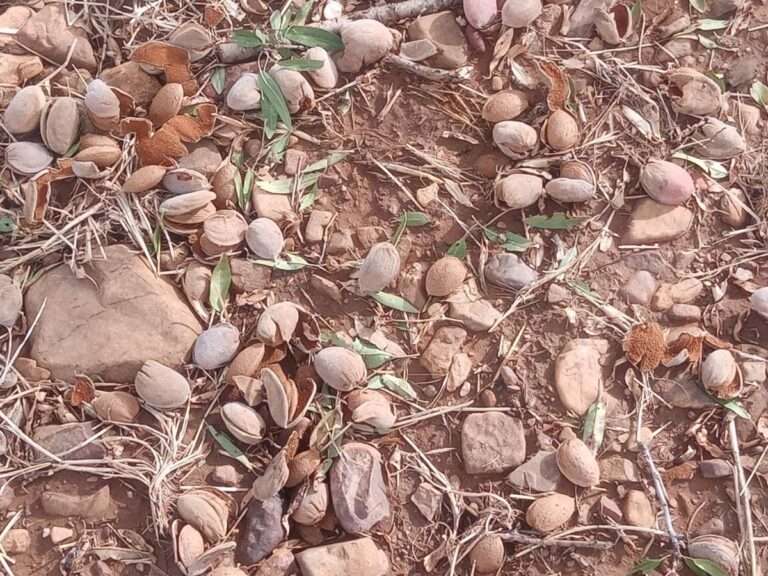 Cabezamesada, Corral de Almaguer, Yébenes y Marjaliza, localidades toledanas con mayores daños por la lluvia torrencial