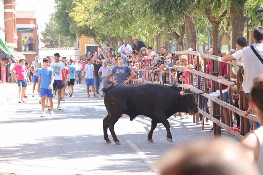 Un hombre resulta herido por asta de toro durante los encierros de Almodóvar del Campo (Ciudad Real)