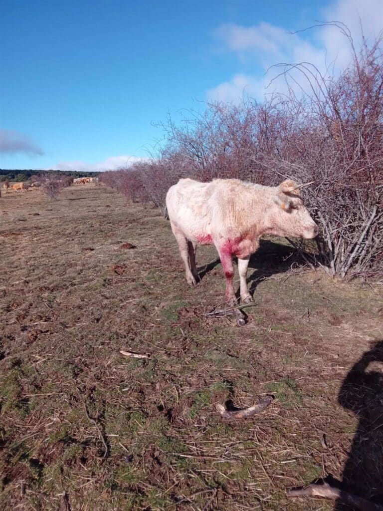 Vox pedirá en Cortes controlar al lobo tras un nuevo ataque en Guadalajara y carga contra Junta por ser "ineficaz"