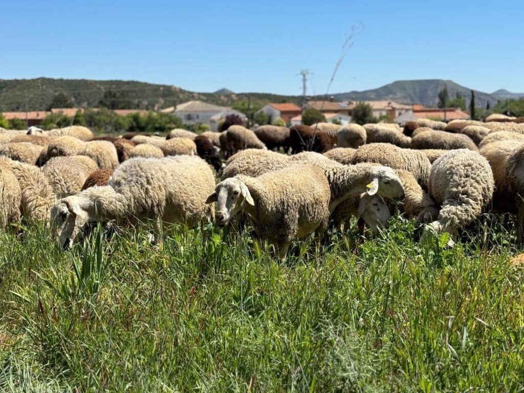 C-LM confirma la llegada a la región del serotipo 3 de la lengua azul de ovino con presencia en la comarca de Oropesa