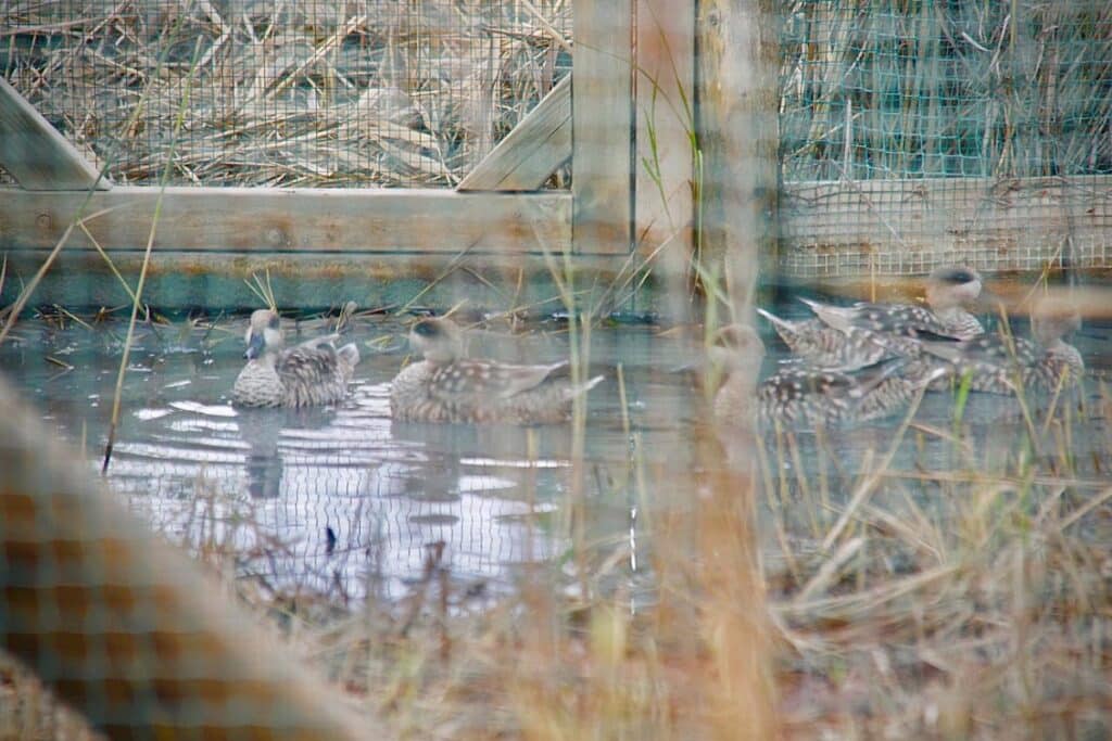 Cinco ejemplares de cerceta pardilla se suman a la población de la especie en el Complejo Lagunar de Alcázar de San Juan