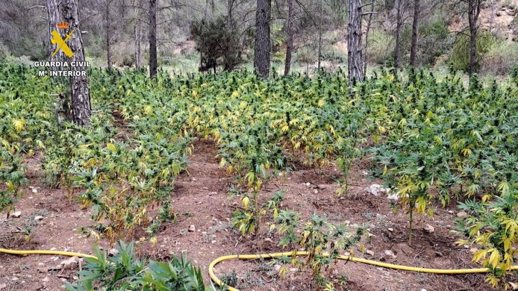 Desmantelada una plantación de marihuana con más de 8.500 plantas en Mira (Cuenca)