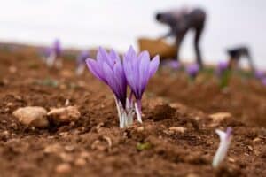 El mejor clima eleva el optimismo de productores de azafrán de CLM, que esperan superar el mal dato de 280 kilos en 2023