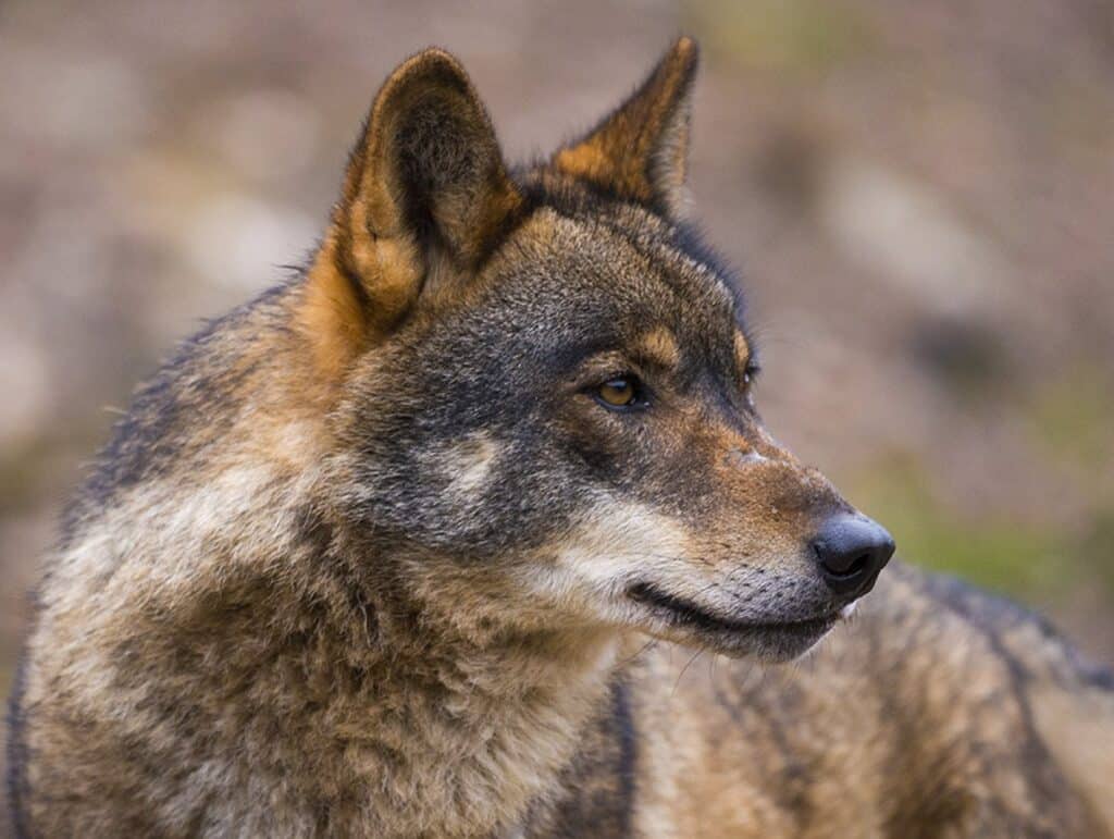 Ganaderos, agricultores y cazadores tachan de "provocación y burla" el festival del lobo este sábado en Cantalojas