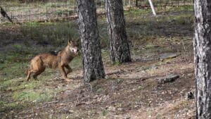 VÍDEO: Ganaderos de Robledo de Corpes y Arbancón (Guadalajara) denuncian nuevos ataques de lobo a sus ganados