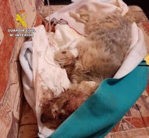 Investigado por atropellar accidentalmente a su perro, meterlo en un saco y arrojarlo a la basura en Hellín