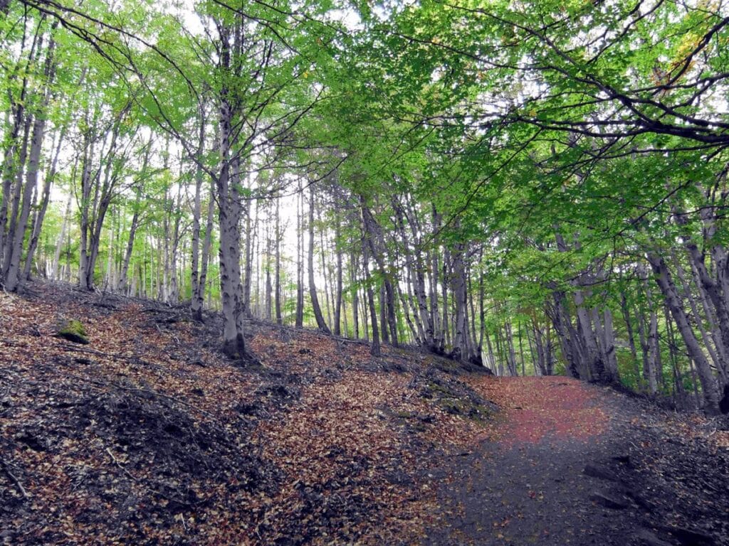 Rescatada una mujer de 64 años tras caer sufrir una caída en el Hayedo de la Tejera Negra, en Cantalojas