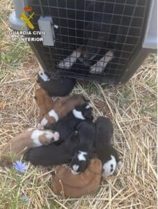 Rescatan a una perra y sus nueve cachorros de morir ahogados en una arqueta en Alcubillas