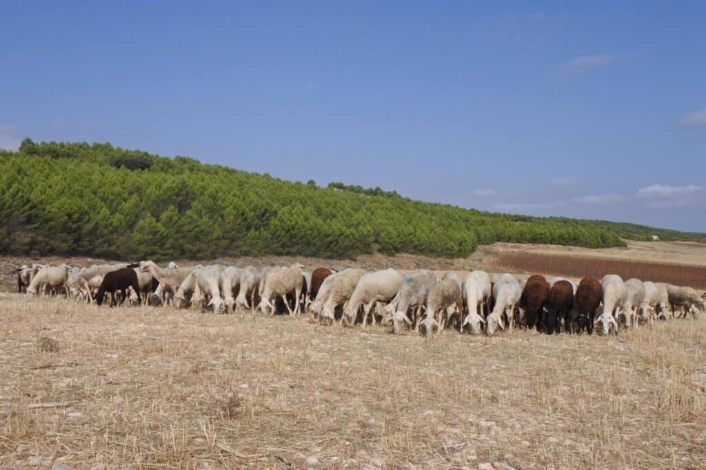 Se confirma un segundo foco del serotipo 3 de lengua azul ovina en la zona de Almadén