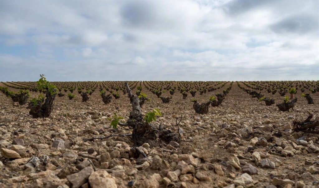 Asaja Castilla-La Mancha se movilizará el 17 de diciembre en Toledo ante la "crisis de rentabilidad" del campo