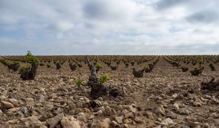 Asaja Castilla-La Mancha se movilizará el 17 de diciembre en Toledo ante la "crisis de rentabilidad" del campo