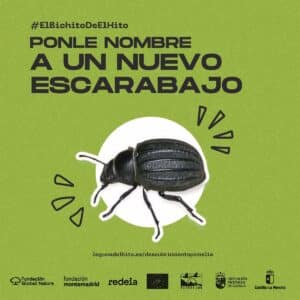 La campaña '#ElBichitodeElHito' busca poner nombre a un nuevo escarabajo hallado en la Laguna de El Hito (Cuenca)