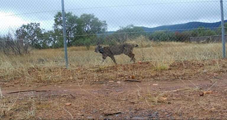 Liberan en Cabañeros a la hembra lince 'Uvita' coincidiendo con el 29 aniversario de la declaración del parque nacional