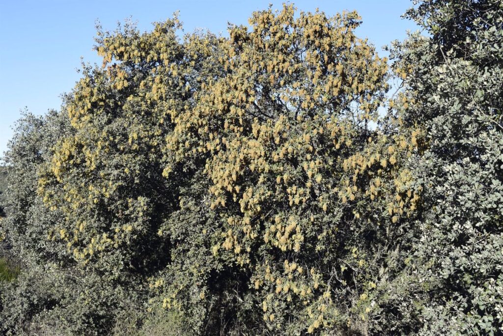 Alertan de que encinas de la provincia de Ciudad Real están floreciendo en diciembre a causa del calentamiento climático