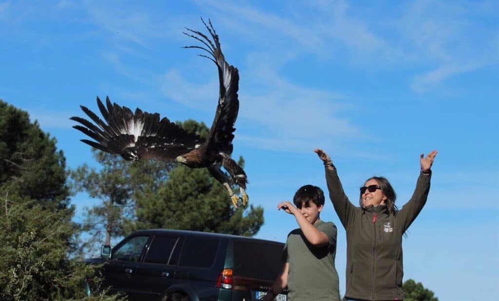 Devuelven a su medio natural a cinco aves rapaces recuperadas en Sevilleja de la Jara, dos nacidas en cautividad