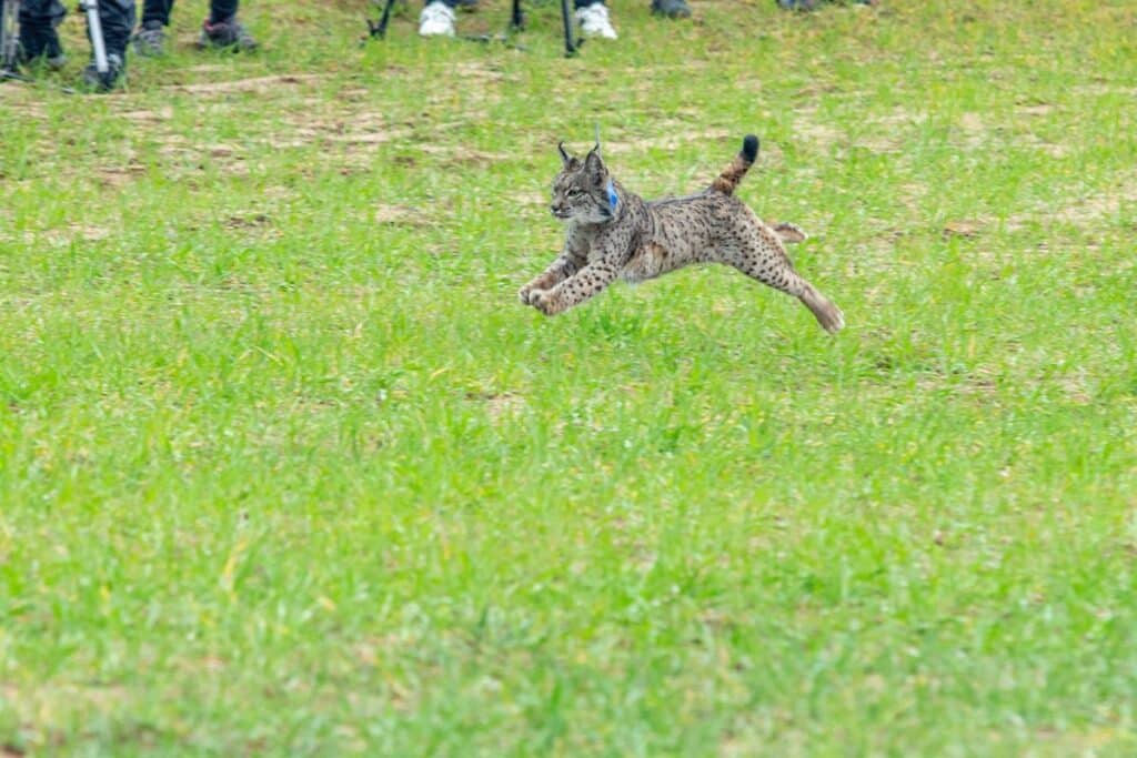 Gobierno de España destina más de 2,7 millones de euros para adaptar  A-4 en Ciudad Real a la protección del lince