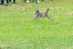 Gobierno de España destina más de 2,7 millones de euros para adaptar  A-4 en Ciudad Real a la protección del lince