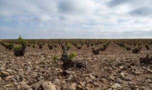 Junta publica las ayudas a la incorporación de jóvenes a la agricultura con un presupuesto total de 50 millones de euros