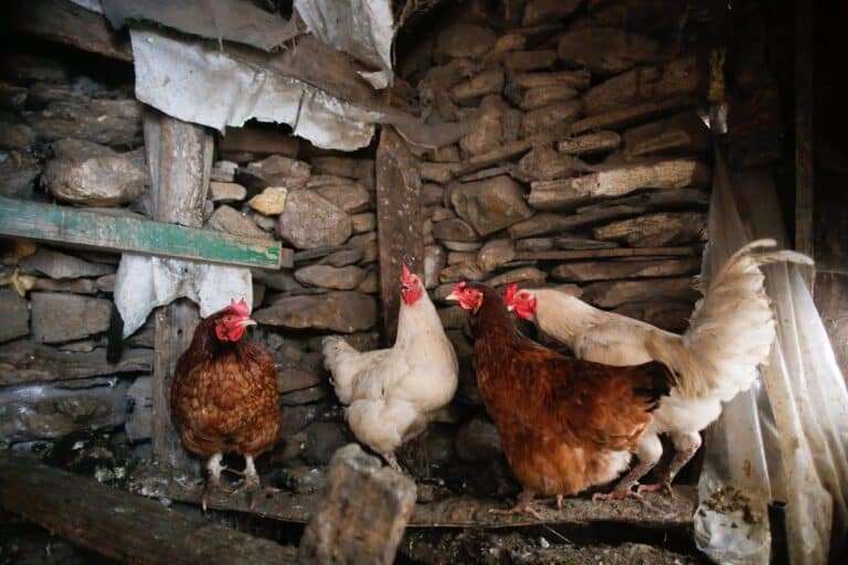 Agricultura declara el riesgo alto por gripe aviar en España