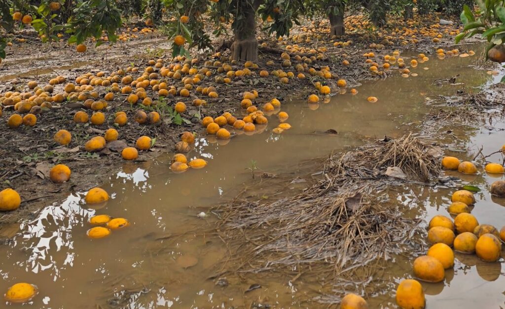 Las ayudas directas a las explotaciones agrarias afectadas por la DANA serán como mínimo de 5.000 euros