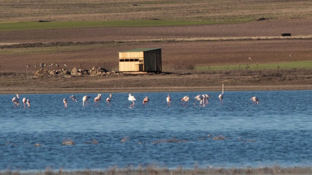 Castilla-La Mancha conmemora el Día Mundial de los Humedales con actividades gratuitas de concienciación ambiental