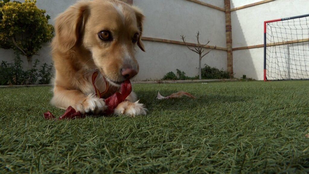 Perros famosos, aficionados taurinos o un canario escapista, entre las mascotas de los políticos de Castilla-La Mancha