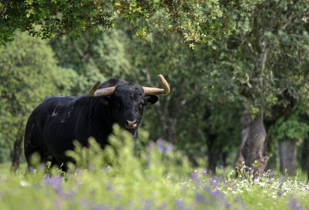 Nuevo Premio Nacional de Tauromaquia se fallará el 11 febrero en Toledo: "Cuanto más se prohíba, más proliferará"