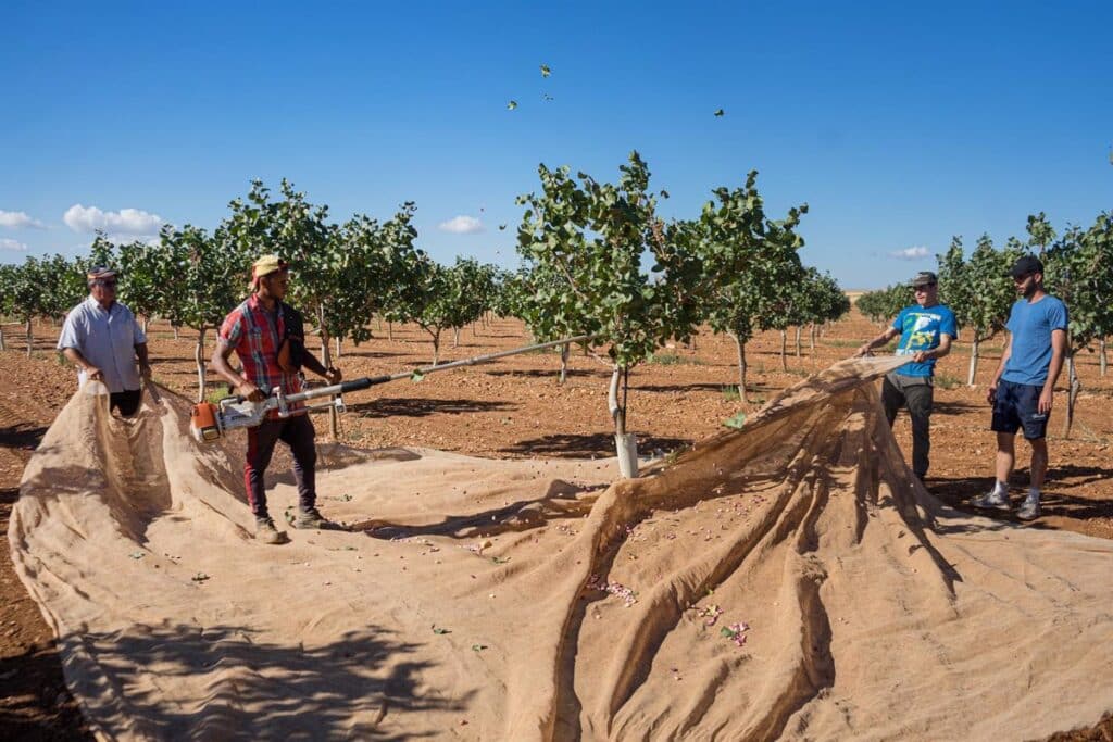 AgroBank organiza una jornada para analizar el futuro y retos del sector del pistacho y el almendro en C-LM este jueves