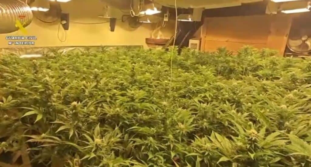 Desmantelan una plantación de marihuana de alto rendimiento en Burguillos de Toledo con dos personas detenidas