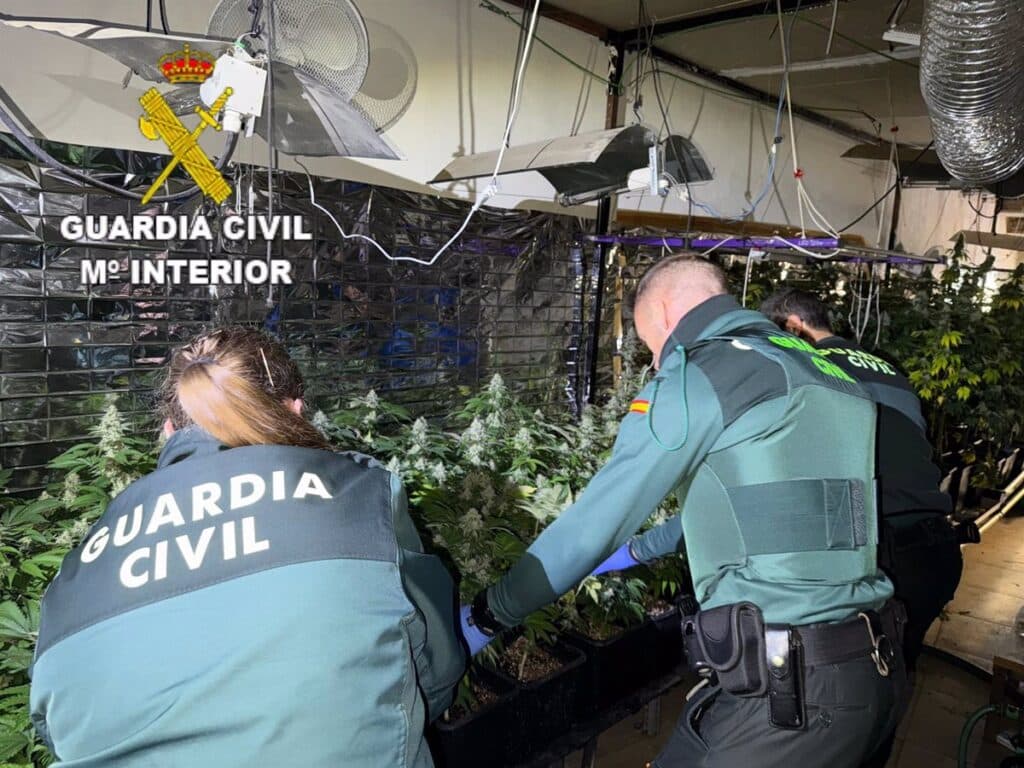 Desmantelada una plantación indoor de 450 plantas de marihuana en Víllora (Cuenca)