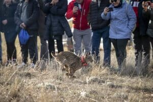 El Gobierno de Castilla-La Mancha procede a la primera suelta de linces ibéricos en la provincia de Cuenca