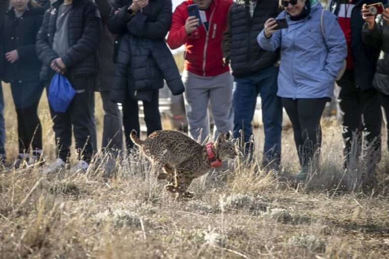 El Gobierno de Castilla-La Mancha procede a la primera suelta de linces ibéricos en la provincia de Cuenca