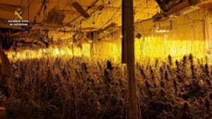 Guardia Civil desmantela una plantación de marihuana de 1.051 plantas en Almonacid de Zorita con 8 detenciones