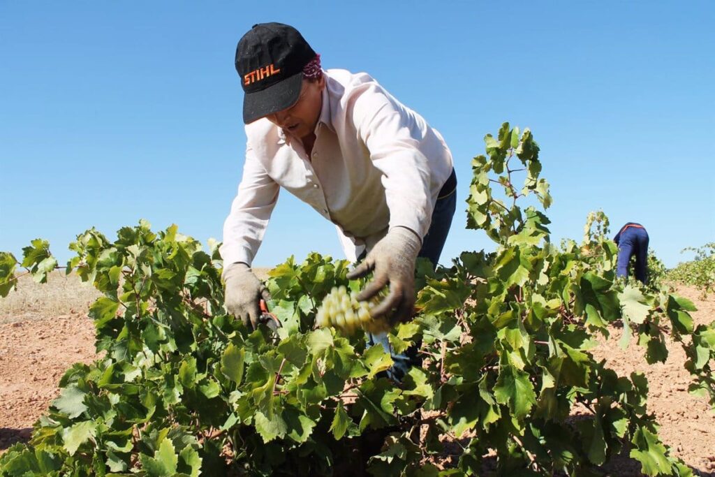 La campaña de aceite de oliva en Castilla-La Mancha cerró 2024 un 34 por ciento por encima de la anterior